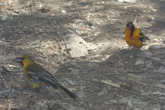 Icterus pustulatus graysonii