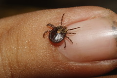 Amblyomma cajennense