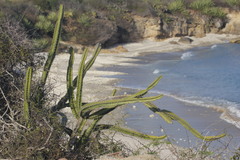 Stenocereus standleyi