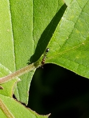 Pseudomyrmex ejectus