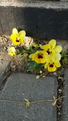 Viola × wittrockiana