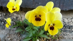 Viola × wittrockiana