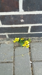 Viola × wittrockiana