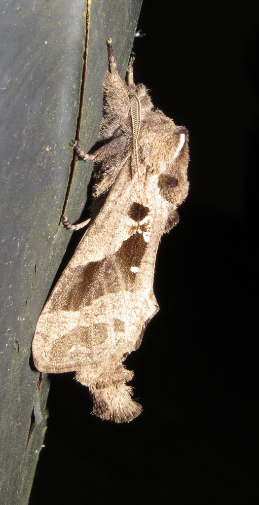Oreocossus kilimanjarensis