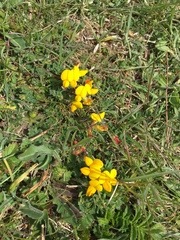Lotus corniculatus