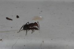 Camponotus rectangularis