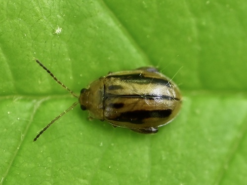 Capraita subvittata (Horn, 1889)