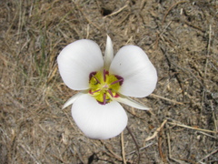 Calochortus bruneaunis