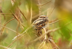 Hydropsalis climacocerca