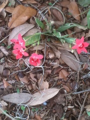 Freesia laxa