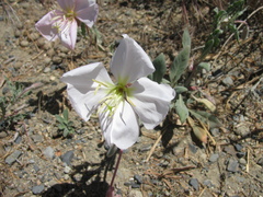 Oenothera cespitosa