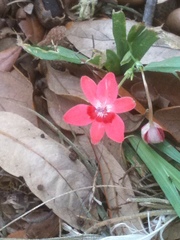 Freesia laxa