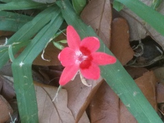 Freesia laxa