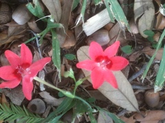 Freesia laxa