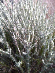 Tetradymia glabrata