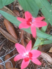 Freesia laxa