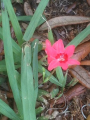Freesia laxa