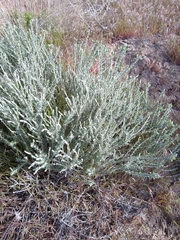 Tetradymia glabrata