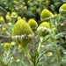 Pineapple-Weed - Photo (c) Sebastian J. Dunkl, some rights reserved (CC BY-NC), uploaded by Sebastian J. Dunkl