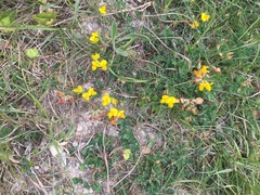 Lotus corniculatus