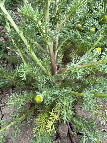 Matricaria discoidea