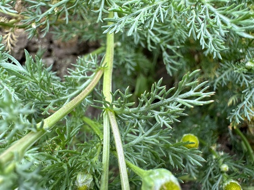 Matricaria discoidea