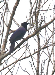 Cyanocorax violaceus