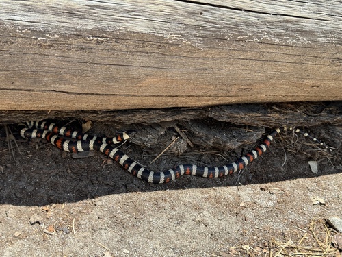 iNaturalist observation photo of California Mountain Kingsnake
