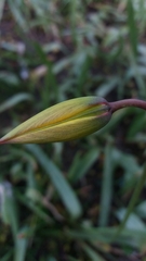 Tulipa sylvestris
