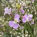 Wild Radish - Photo (c) califorag3r, some rights reserved (CC BY-NC)