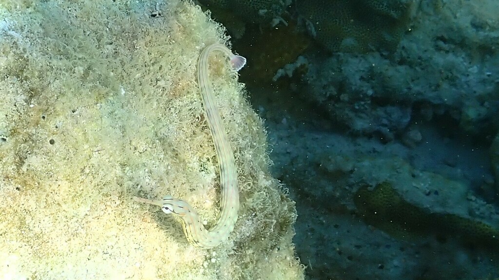 Banded Pipefish