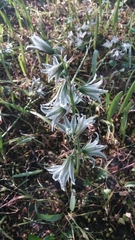 Ornithogalum nutans