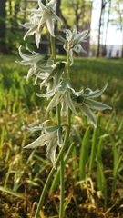 Ornithogalum nutans