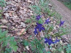 Delphinium decorum