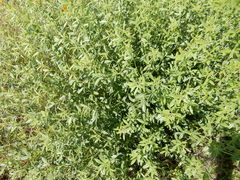 Pediomelum tenuiflorum