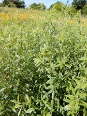Pediomelum tenuiflorum