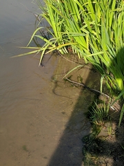 Nerodia rhombifer