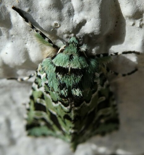 Comstock's Sallow photo 5