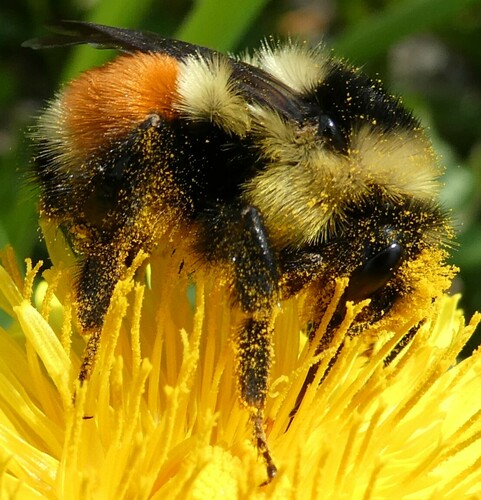 Tricolored Bumble Bee (Bombus ternarius), a species recorded in Michigan