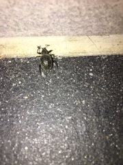 Otiorhynchus sulcatus