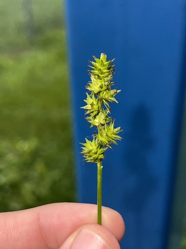 Glomerate sedge (Carex aggregata)
