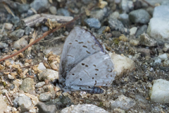 Celastrina serotina