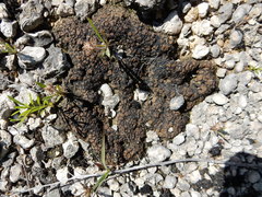 Clavascidium lacinulatum