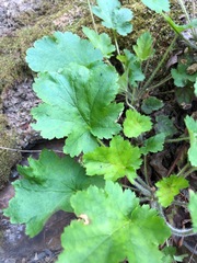 Heuchera micrantha diversifolia