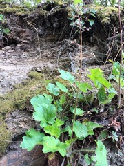 Heuchera micrantha diversifolia