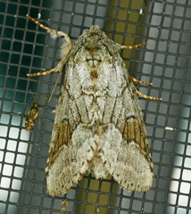 Lochmaeus bilineata