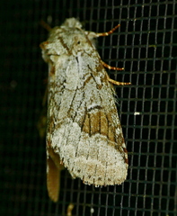 Lochmaeus bilineata