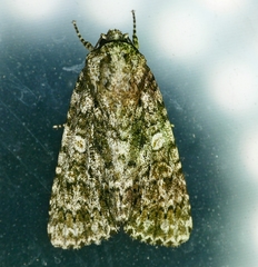Acronicta afflicta