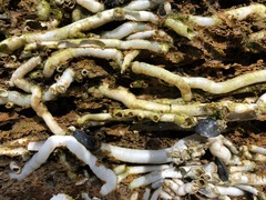 Vermetoidea