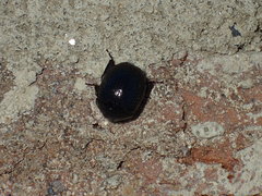 Germarostes globosus